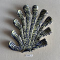 31 large shell 111