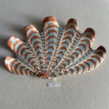 31 large shell 120