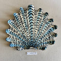 31 large shell 131