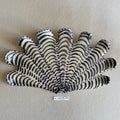 31 large shell 132