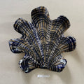 31 large shell 014