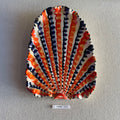31 large shell 144