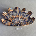 31 large shell 149