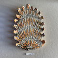 31 large shell 150