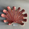31 large shell 162