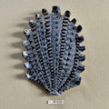 31 large shell 022
