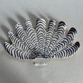 31 large shell 026