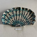 31 large shell 041