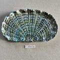 31 large shell 053