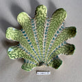31 large shell 056