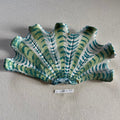 31 large shell 057