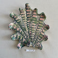 31 large shell 060