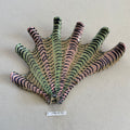 31 large shell 061