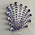 31 large shell 064