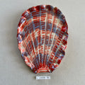 31 large shell 76