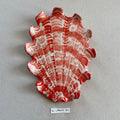 31 large shell 84