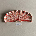 31 small shell 110