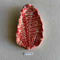 31 small shell 141