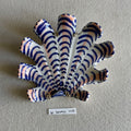 31 small shell 145