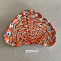 31 small shell 169