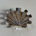 31 small shell 53