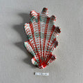 31 small shell 64