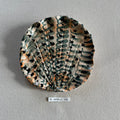 31 small shell 66