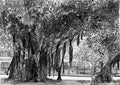 Foreshore Jungle