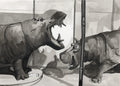 Museum Hippos