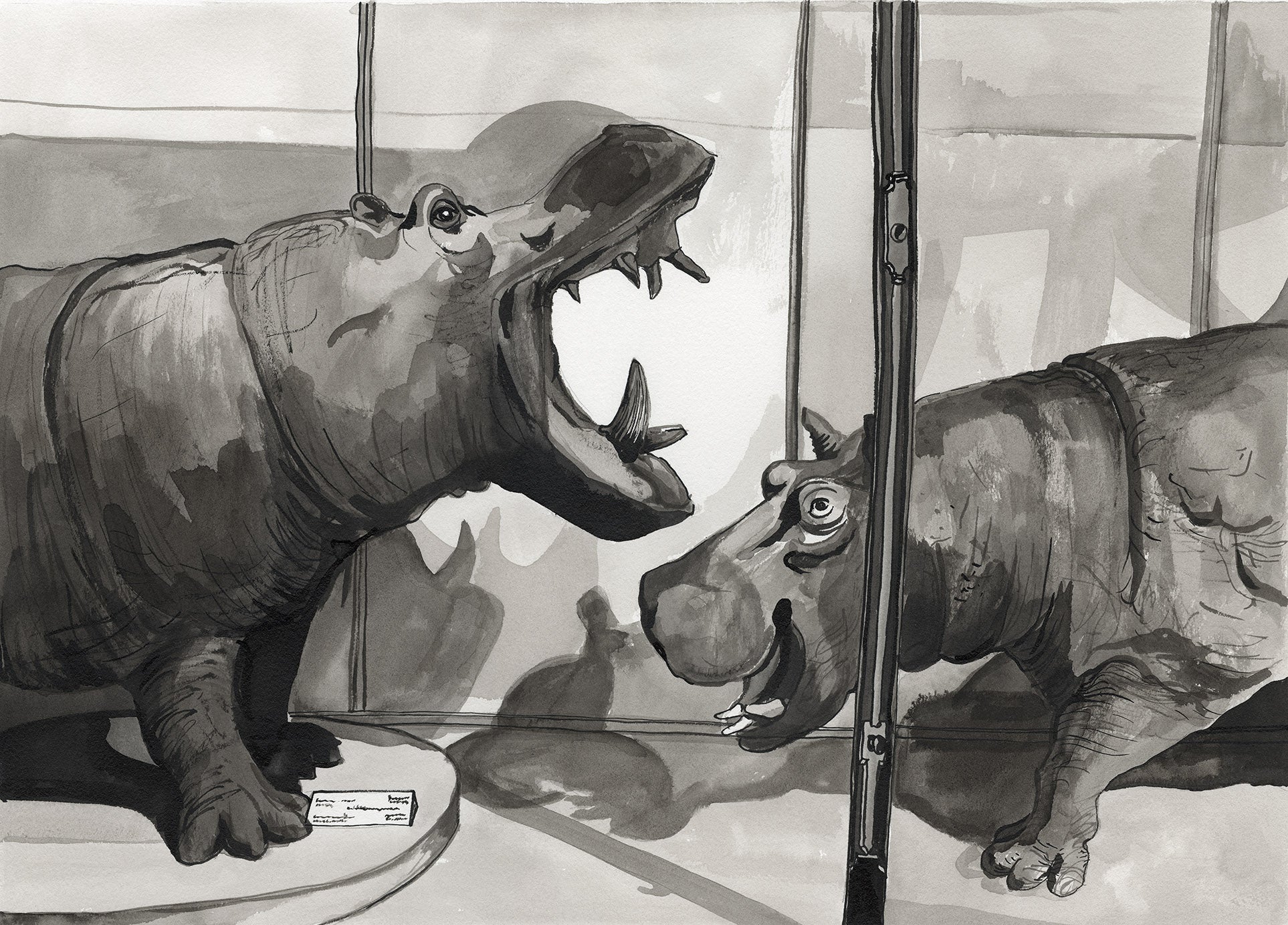 Museum Hippos