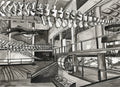 Museum Whale Calls