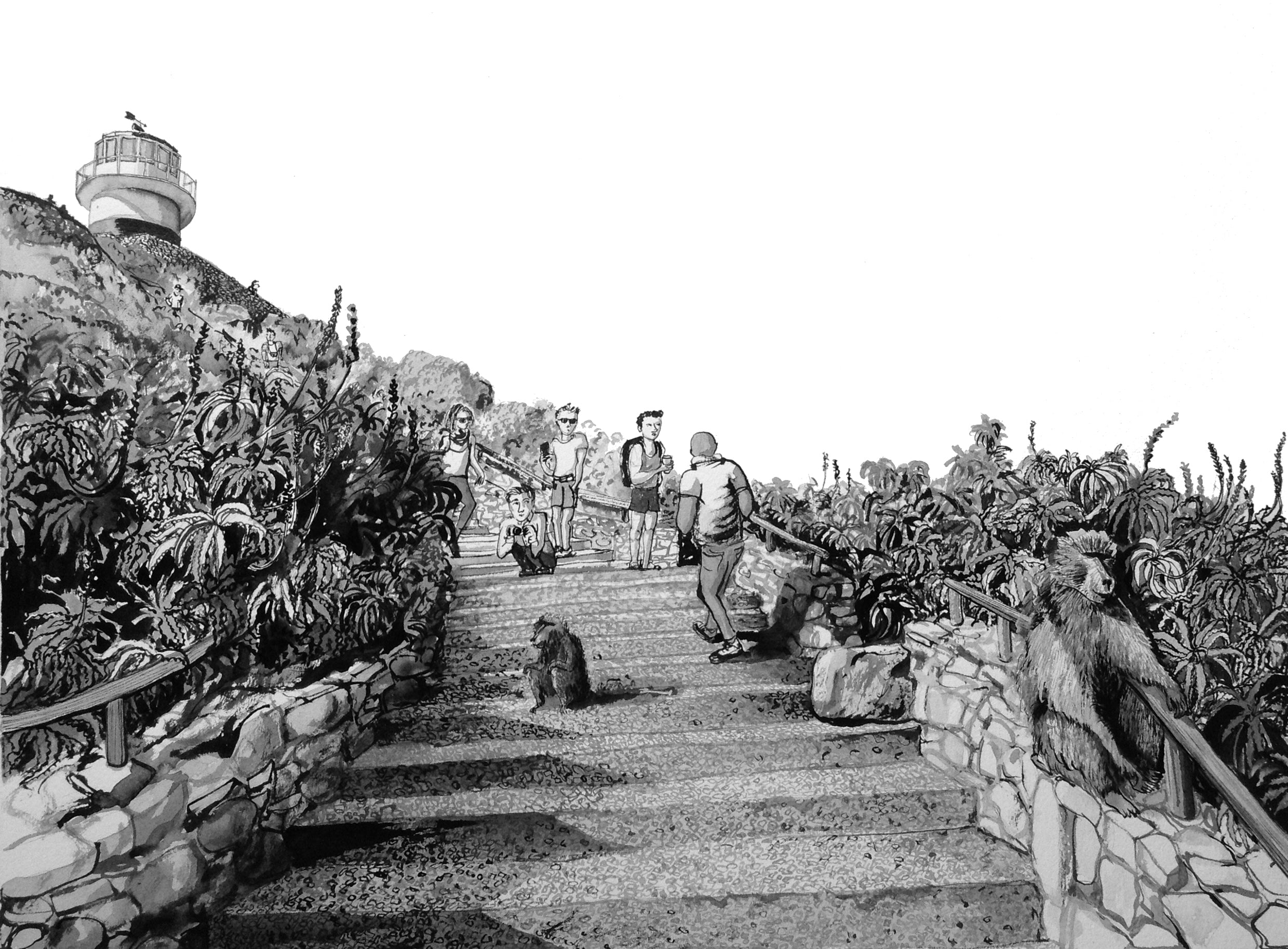 Cape Point Baboons