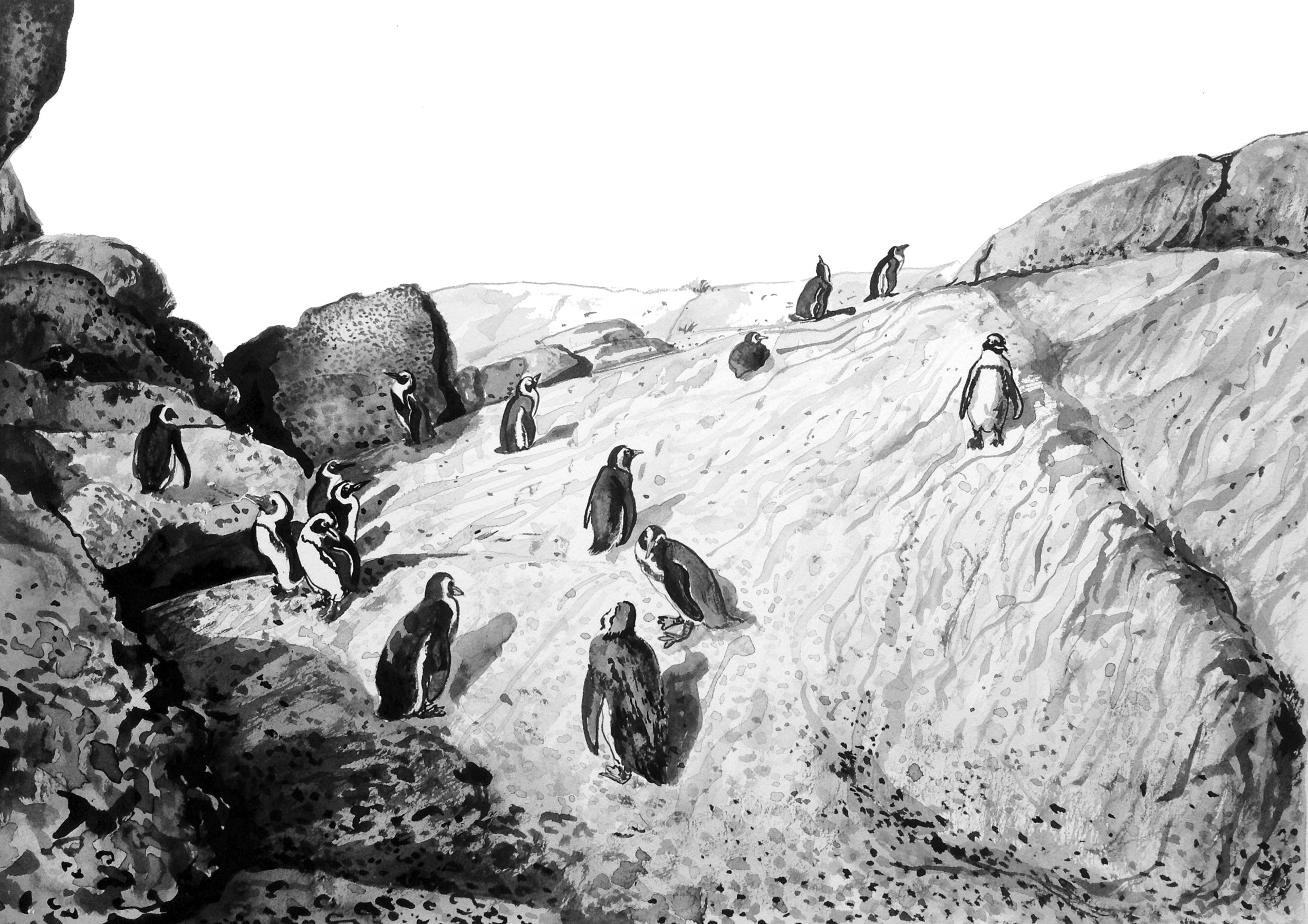 Boulders Penguins