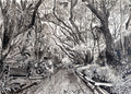 Camphor avenue Kirstenbosh