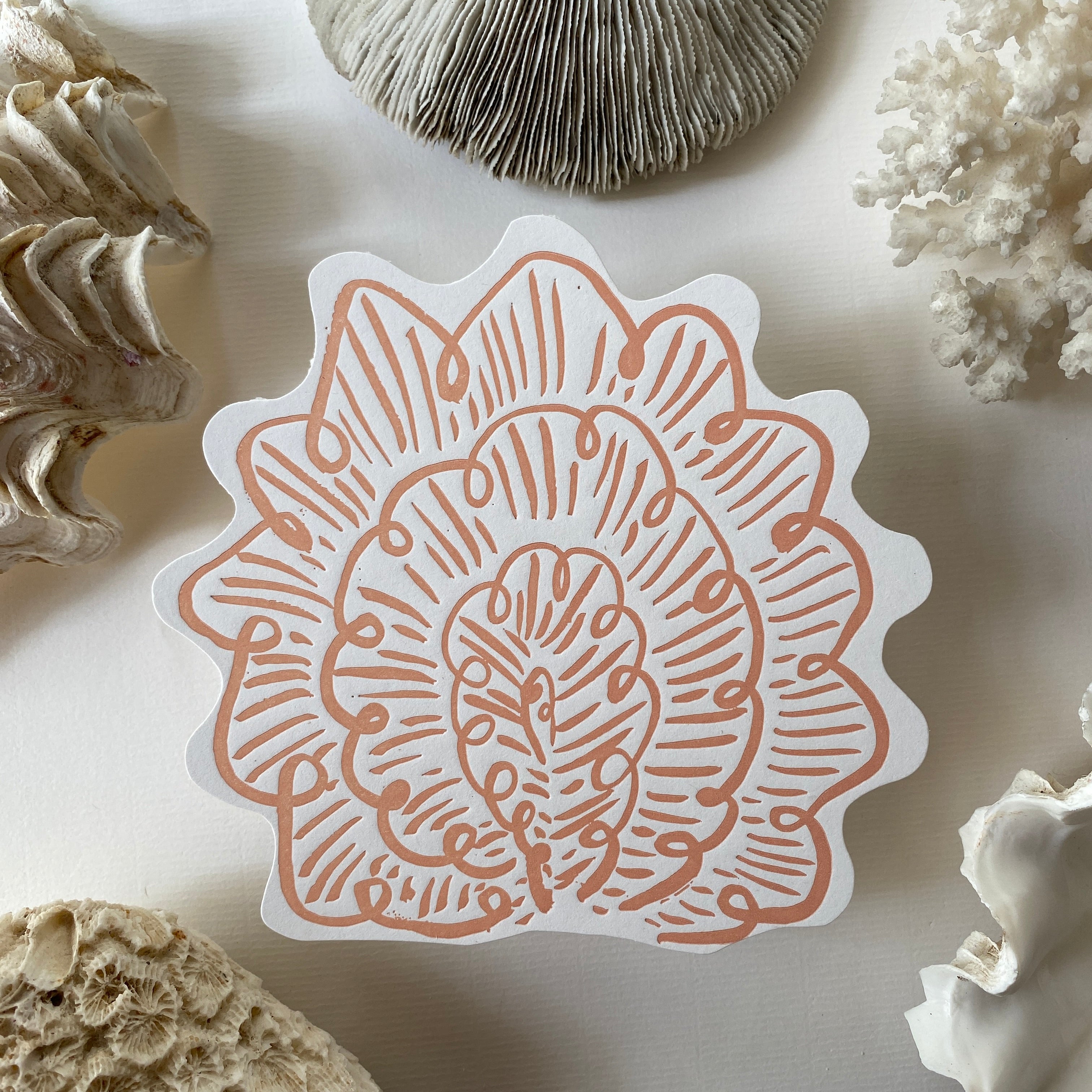 A5 shell postcards whole collection